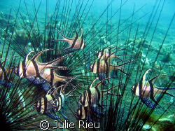 Cardinals sheltering amongst sea urchins, Lembeh Strait, ... by Julie Rieu 